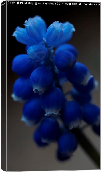 Blue Spring Flower Canvas Print by rawshutterbug 