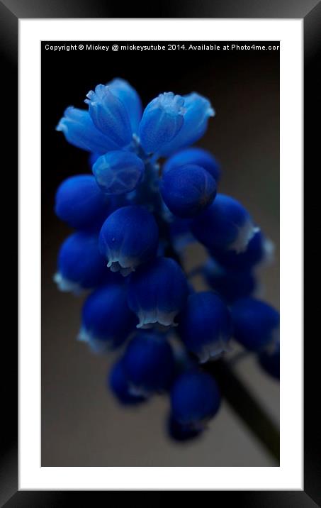 Blue Spring Flower Framed Mounted Print by rawshutterbug 