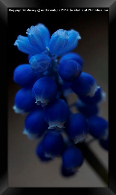 Blue Spring Flower Framed Print by rawshutterbug 