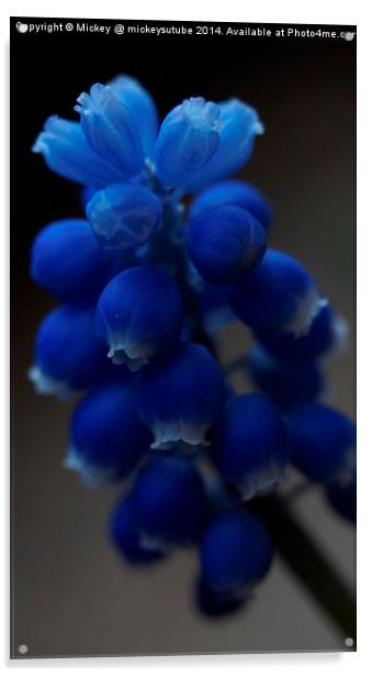 Blue Spring Flower Acrylic by rawshutterbug 