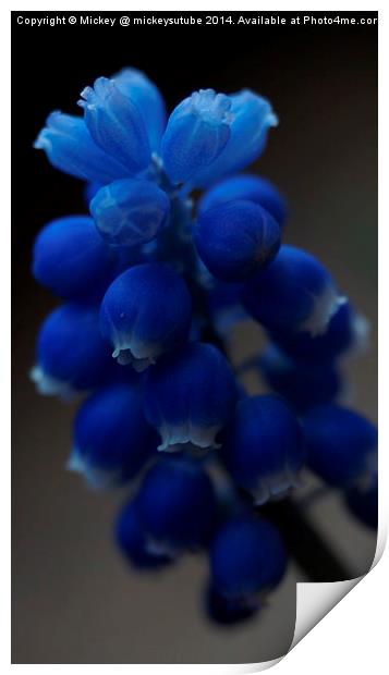 Blue Spring Flower Print by rawshutterbug 