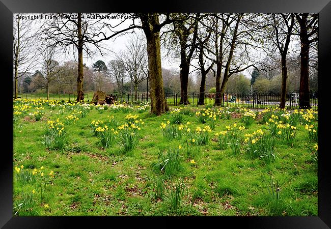 Daffodils growing in the wild Framed Print by Frank Irwin