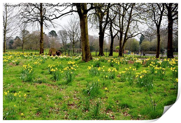 Daffodils growing in the wild Print by Frank Irwin