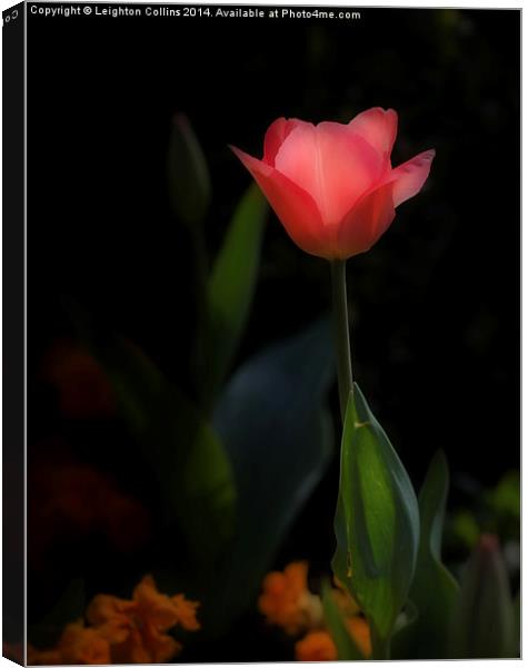 Pink tulip Canvas Print by Leighton Collins