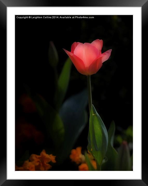 Pink tulip Framed Mounted Print by Leighton Collins