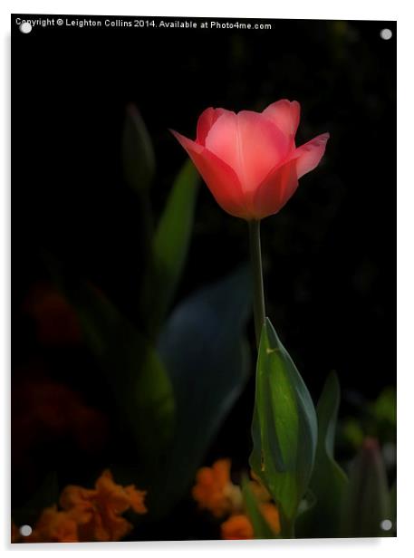 Pink tulip Acrylic by Leighton Collins
