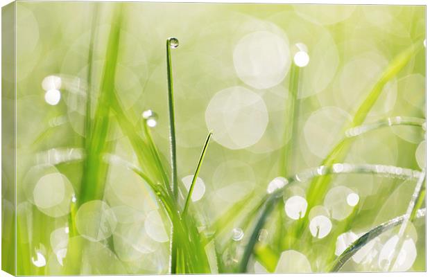Dewdrops on the Sunlit Grass Canvas Print by Natalie Kinnear