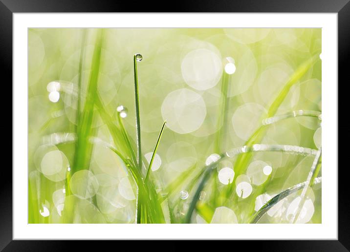 Dewdrops on the Sunlit Grass Framed Mounted Print by Natalie Kinnear