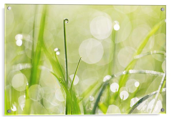Dewdrops on the Sunlit Grass Acrylic by Natalie Kinnear