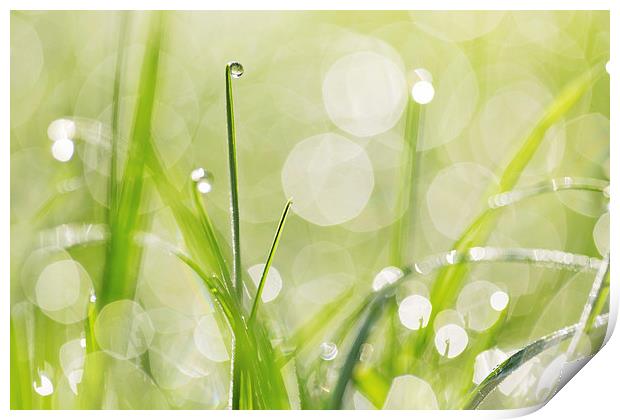 Dewdrops on the Sunlit Grass Print by Natalie Kinnear
