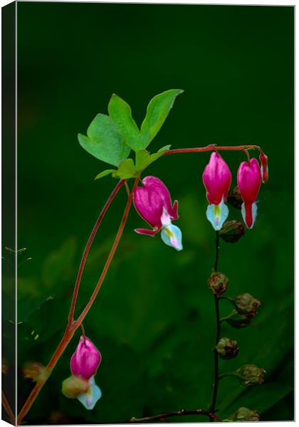Dicentra 2 Canvas Print by Kevin West