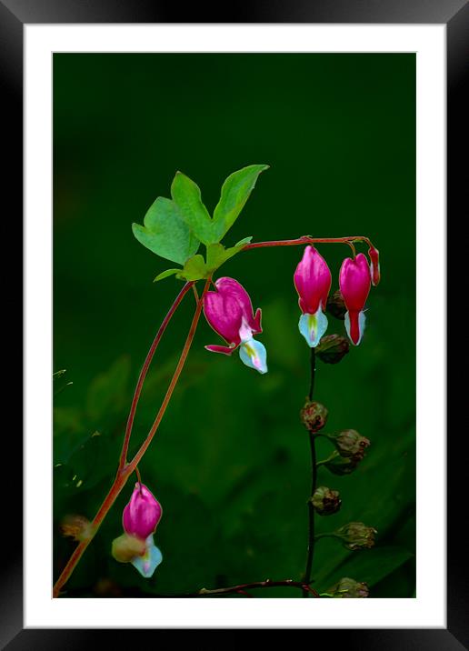 Dicentra 2 Framed Mounted Print by Kevin West