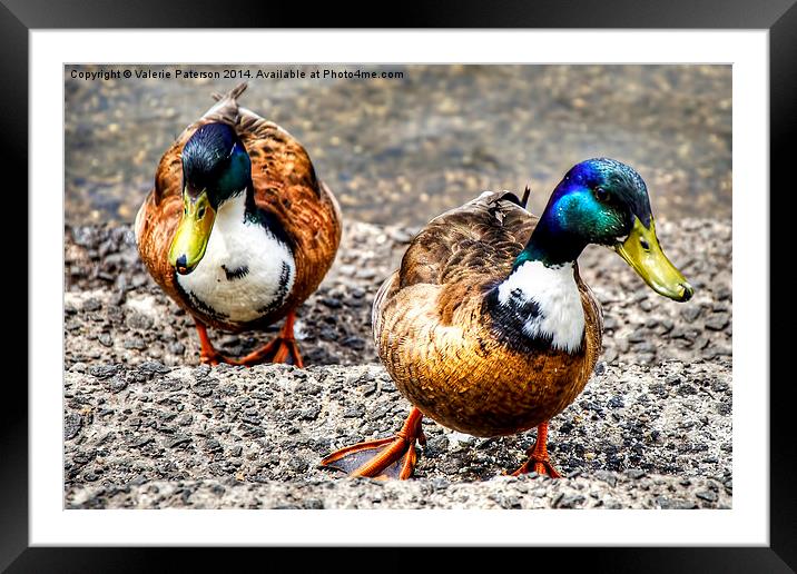 Ducks Framed Mounted Print by Valerie Paterson