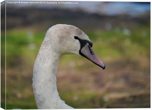 Young Swan Canvas Print by sharon bennett