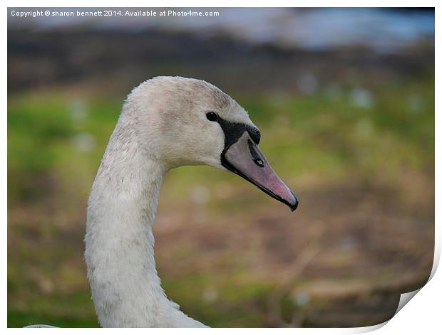 Young Swan Print by sharon bennett