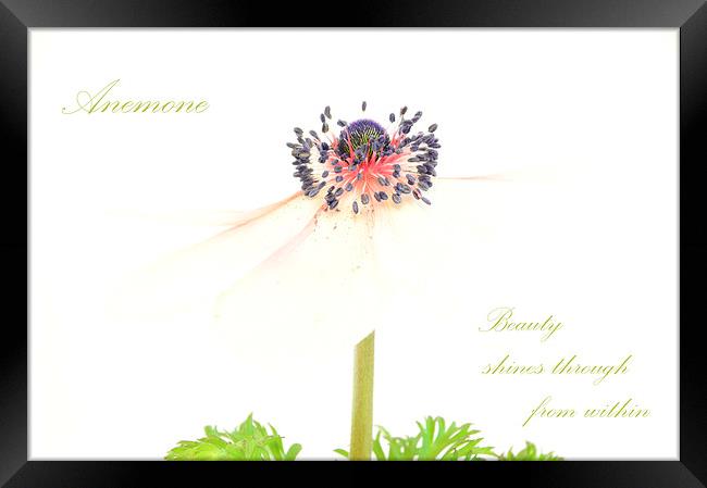 Anemone Framed Print by Fine art by Rina