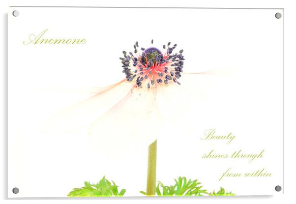 Anemone Acrylic by Fine art by Rina