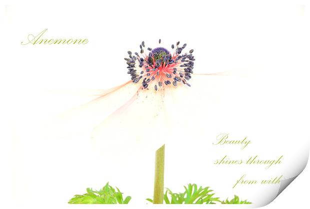 Anemone Print by Fine art by Rina