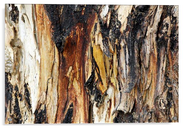 Old Eucalypyus Bark Acrylic by Jacqueline Burrell