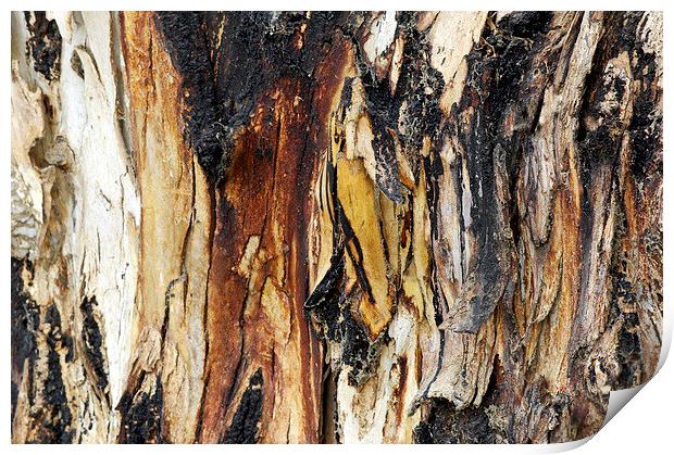 Old Eucalypyus Bark Print by Jacqueline Burrell