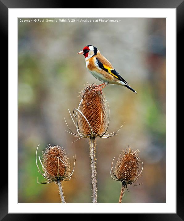 Goldfinch on Teasel Framed Mounted Print by Paul Scoullar