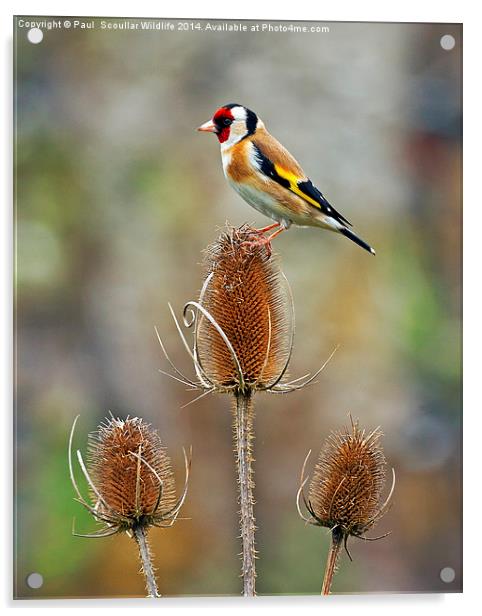 Goldfinch on Teasel Acrylic by Paul Scoullar