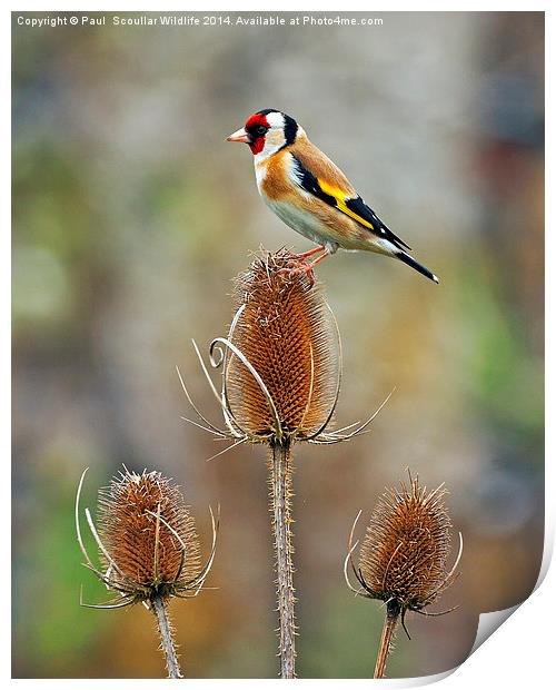 Goldfinch on Teasel Print by Paul Scoullar
