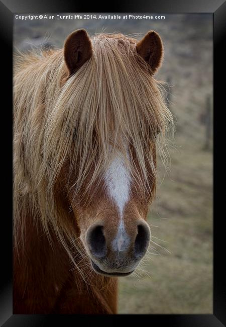 pony portrait Framed Print by Alan Tunnicliffe