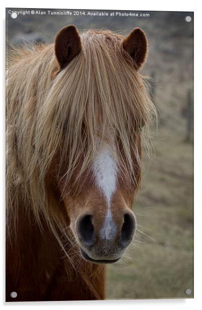 pony portrait Acrylic by Alan Tunnicliffe