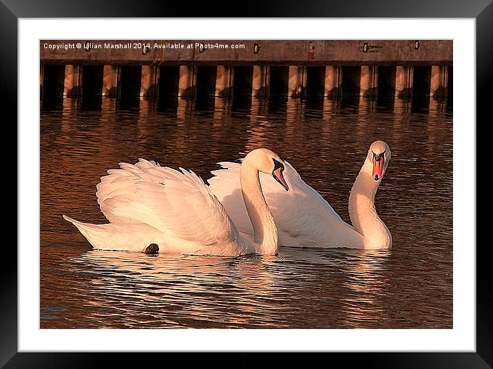 Swans in the Sunset. Framed Mounted Print by Lilian Marshall