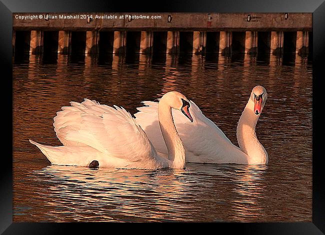 Swans in the Sunset. Framed Print by Lilian Marshall