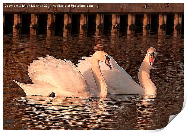 Swans in the Sunset. Print by Lilian Marshall