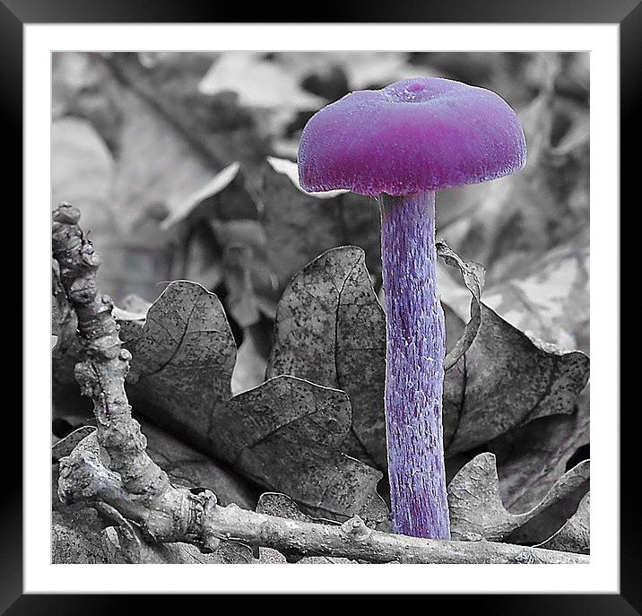 Amethyst Deciever Framed Mounted Print by Mark  F Banks