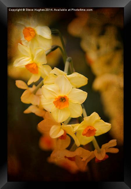 Narcissus orange tint Framed Print by Steve Hughes