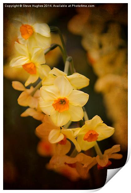Narcissus orange tint Print by Steve Hughes