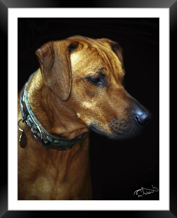 A man's best friend Framed Mounted Print by Rob Toombs