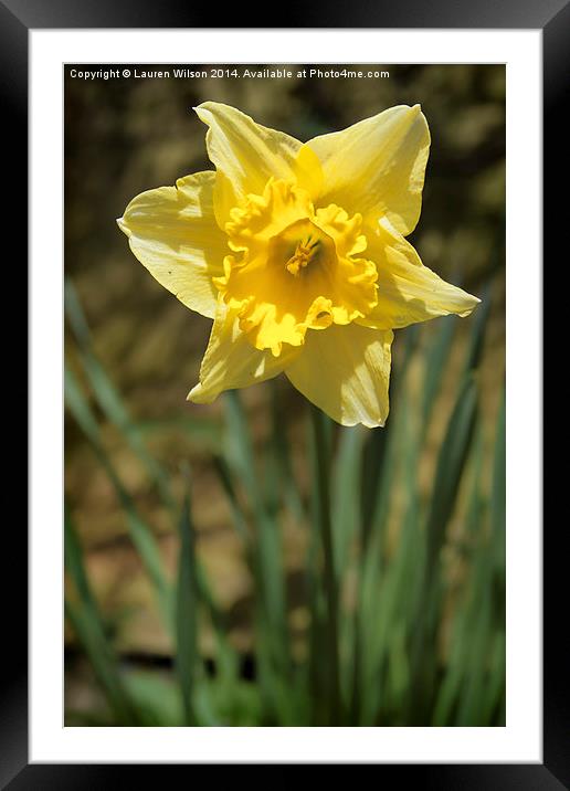 Daffodil Framed Mounted Print by Lauren Wilson