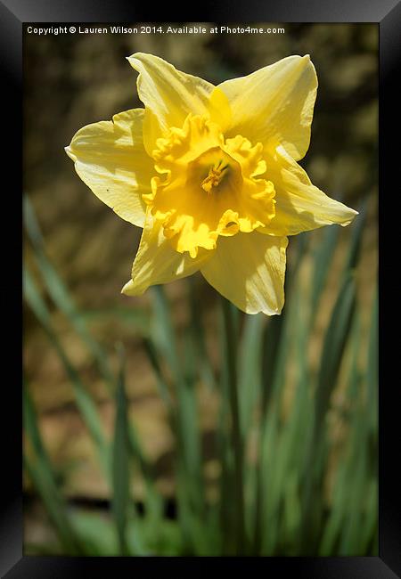 Daffodil Framed Print by Lauren Wilson