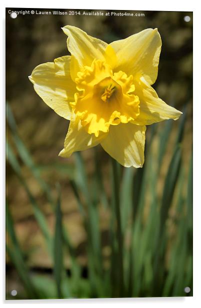 Daffodil Acrylic by Lauren Wilson