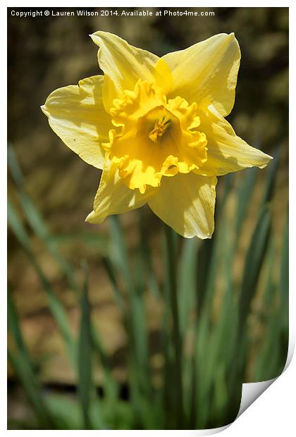 Daffodil Print by Lauren Wilson