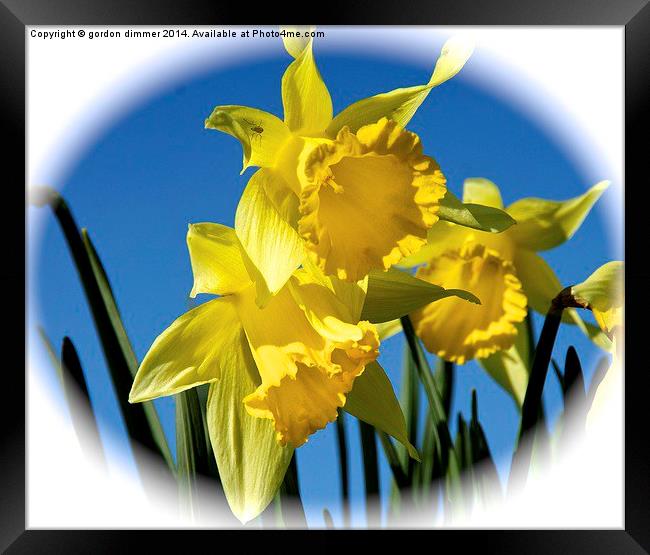 Daffodils in the Hampshire Spring Framed Print by Gordon Dimmer