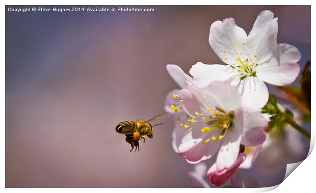 Bee in flight Print by Steve Hughes
