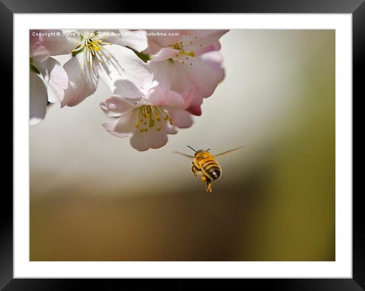 Honey Bee in flight Framed Mounted Print by Steve Hughes