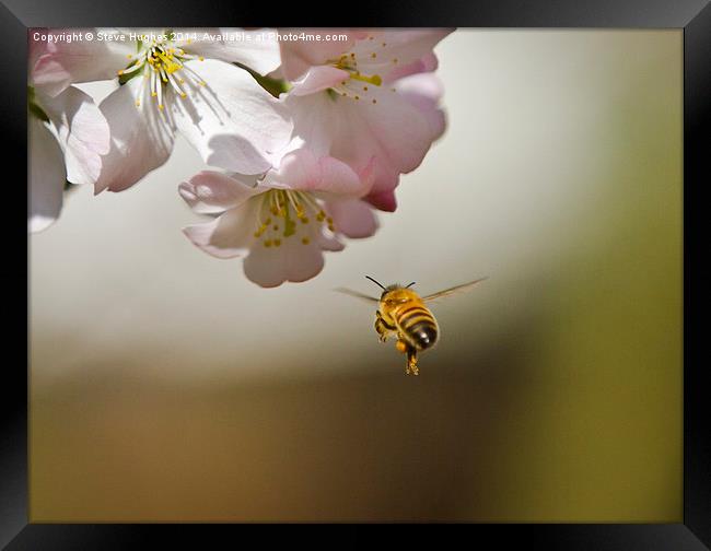 Honey Bee in flight Framed Print by Steve Hughes