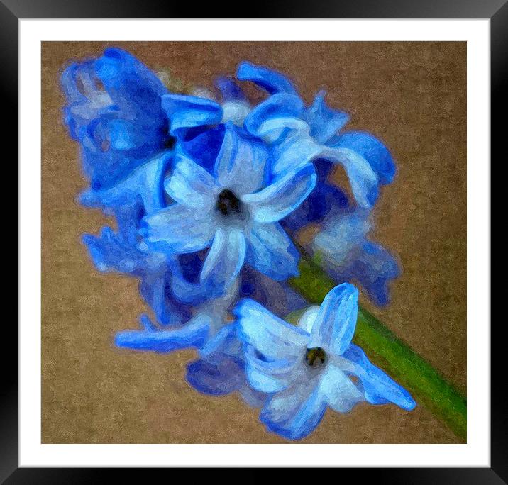 Spring , Blue Hyacinth Framed Mounted Print by Paula Palmer canvas