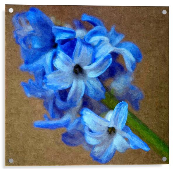 Spring , Blue Hyacinth Acrylic by Paula Palmer canvas