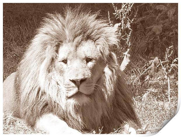 Lion in Sepia Print by Daniel Geer