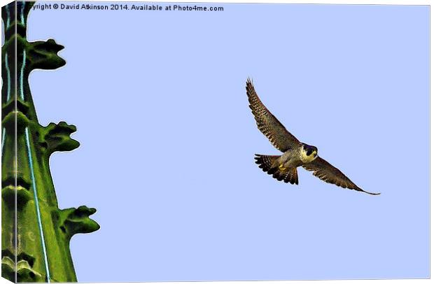 Peregrine falcon Canvas Print by David Atkinson