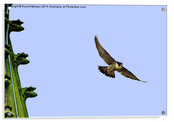 Peregrine falcon Acrylic by David Atkinson