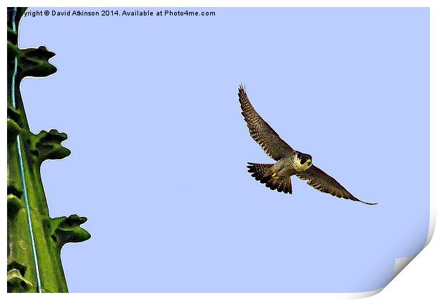 Peregrine falcon Print by David Atkinson